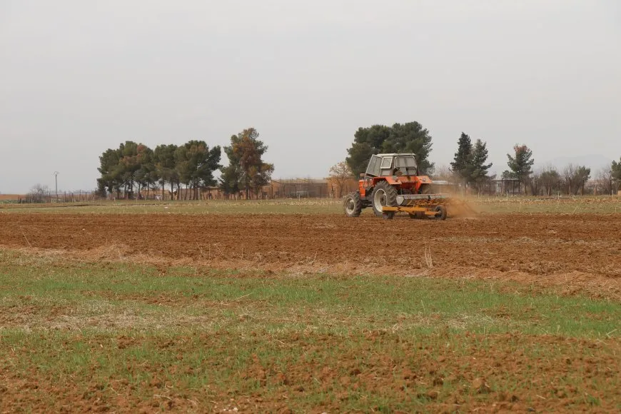 Piştî baranên dawîn cotkaran dest bi çandina kemûnê kir