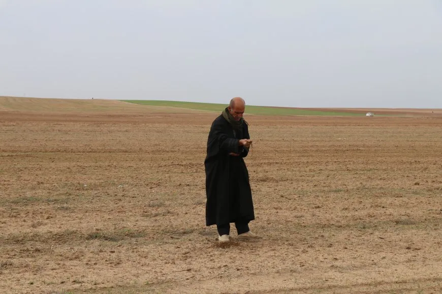 Piştî baranên dawîn cotkaran dest bi çandina kemûnê kir