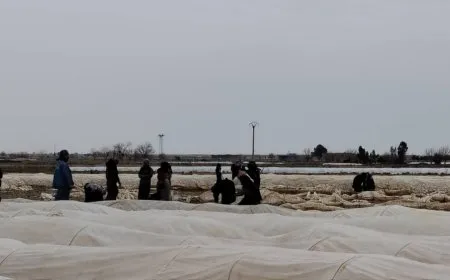 Çandina sebzeyên sera xwetêrkirinê pêk tîne