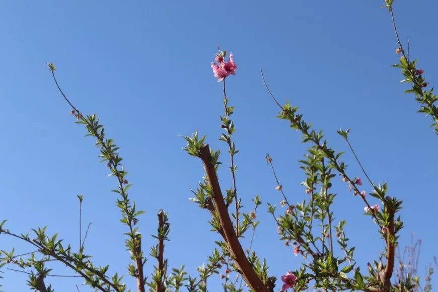 Ji Reqayê dîmenên biharê