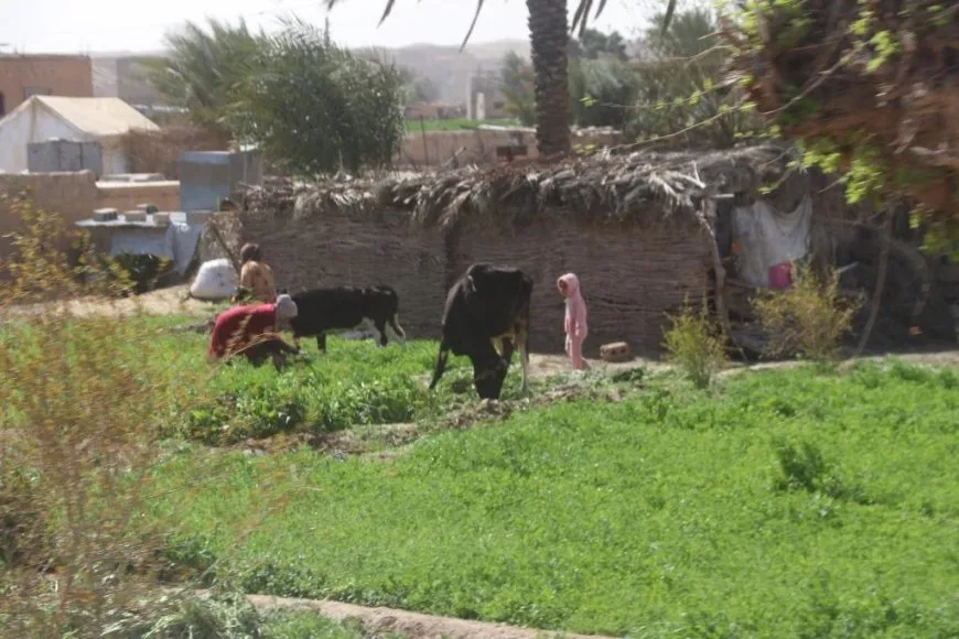 Salvegera 6`emîn a rizgarkirina Baxozê.. têkoşîna nûavakirinê berdewam e