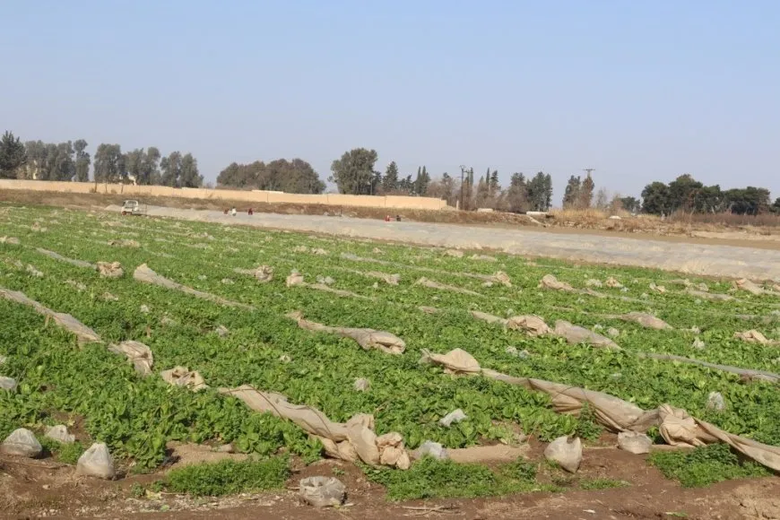Li Reqayê çandina şitilên sebzeyan dest pê kir
