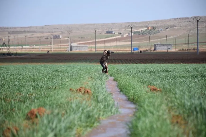 Çend dîmen û wêne ji bihara Kobanê