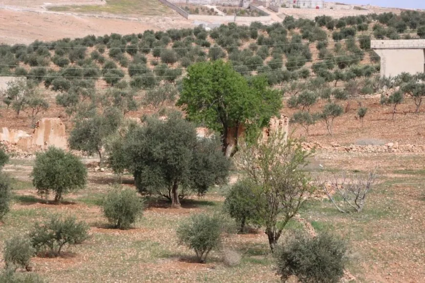 Çend dîmen û wêne ji bihara Kobanê