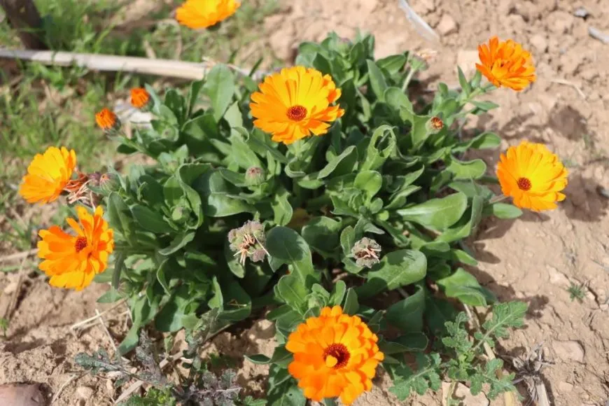 Çend dîmen û wêne ji bihara Kobanê