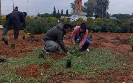 Şaredariya Qamişloyê û Desteya Jîngehê dest bi çandina daran kir