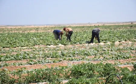 Li Qana çandiniya malên plastîkî û berhevkirina pêşdem