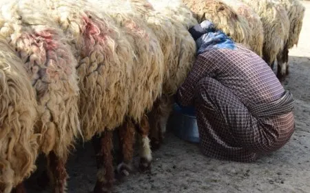 Jinên Reqayê kevneşopiya çêkirina penîr vedijînin