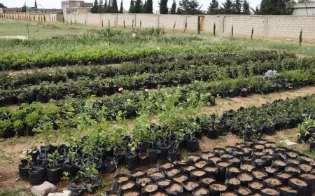 Li Dirbêsiyê qadên hêşîn tên berfirehkirin
