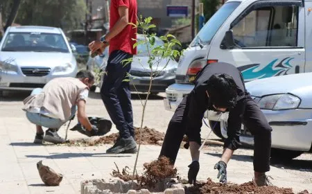 Li Qamişloyê 650 dar hatin çandin