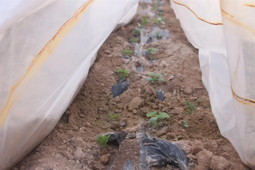 Cotkarên Holê rêbazên çandiniya nûjen bi kar tînin