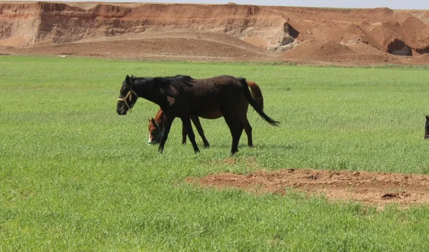 Ji gundên Çilaxayê dîmenên biharê