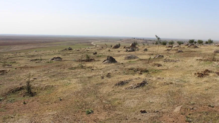 Baxçeyê li bajarokê Abrê dîsa bi daran hêşîn bû