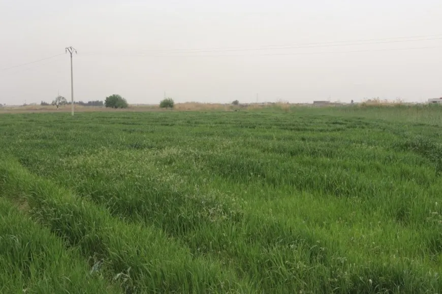 Meclisa Aborî û Çandiniyê dest bi dermankirina genim kir
