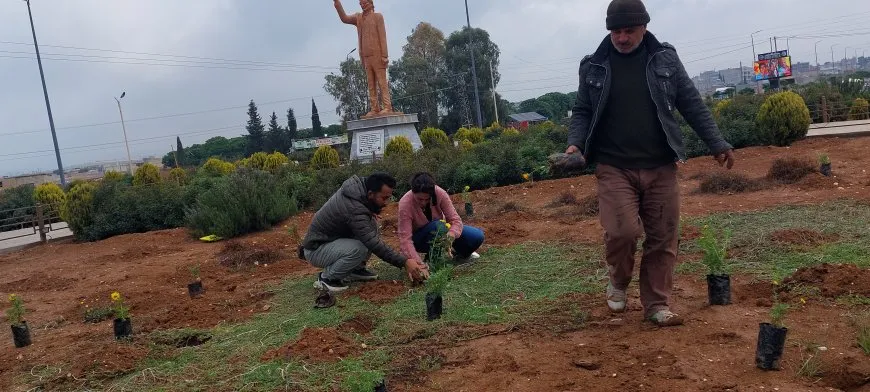 Şaredariya Qamişloyê û Desteya Jîngehê dest bi çandina daran kir