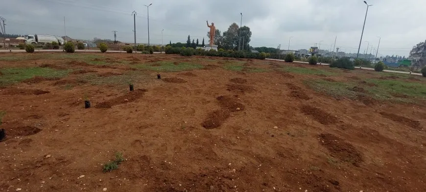 Şaredariya Qamişloyê û Desteya Jîngehê dest bi çandina daran kir