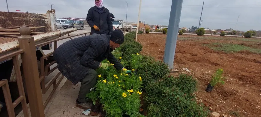 Şaredariya Qamişloyê û Desteya Jîngehê dest bi çandina daran kir