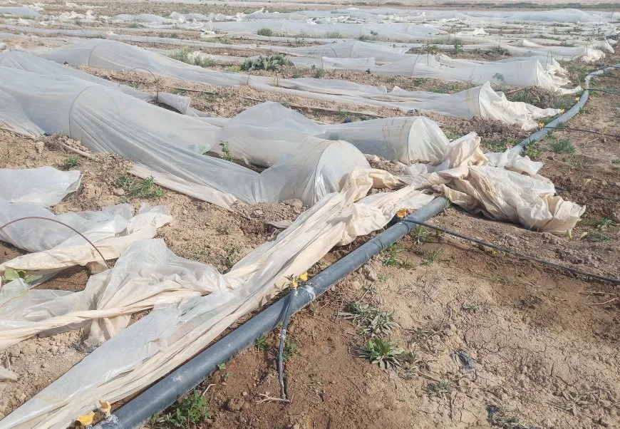 Ecacê zirarên mezin gihandin sebzeyên Holê