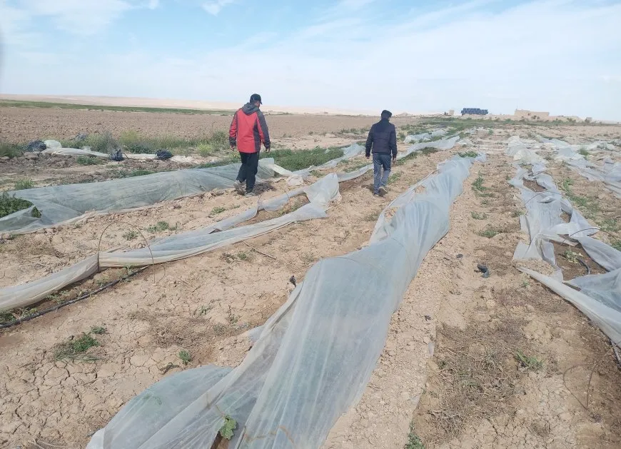 Ecacê zirarên mezin gihandin sebzeyên Holê