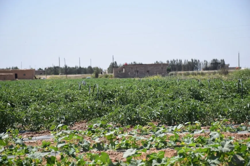 Li Qana çandiniya malên plastîkî û berhevkirina pêşdem