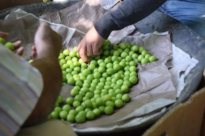 Cotkarên Reqayê dest bi çinîna fêkiyan kir