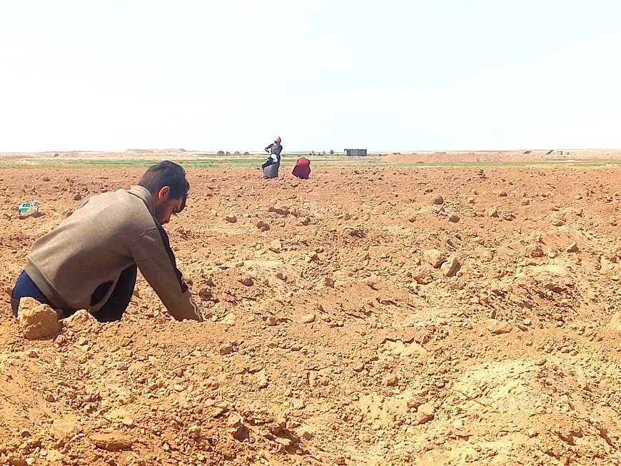 Cotkarên Holê dest bi çandina “zêrê spî” kir