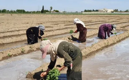 Li gundewarên Reqayê keda jinên cotkar 