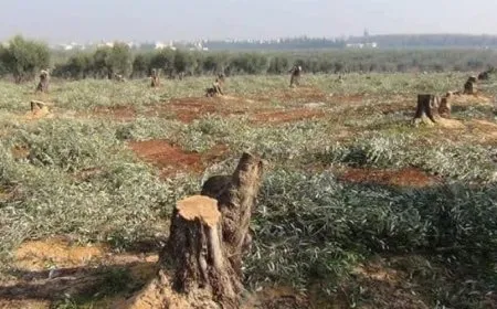 Li Efrînê revandin, talankirin û qirkirina xwezayê dewam dikin