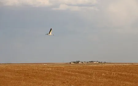 Legleg dîsa vegeriyan cih û warên xwe yê resen