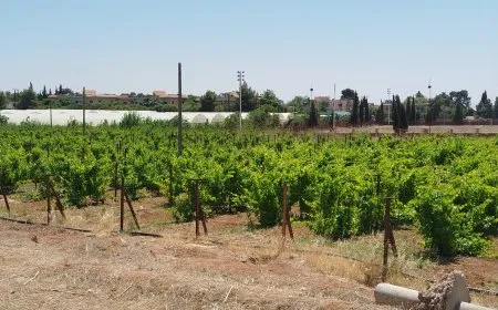 Koperatîfa Mîtra ya çandiniyê sal bi sal berferh dibe
