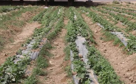 Sebzeyên xwecih bazaran geş dikin û buhayan kêm dikin