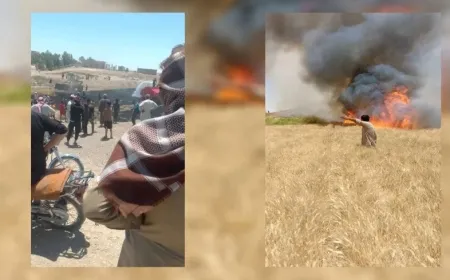 Li Reqayê 7 donim zeviya genim şewitî