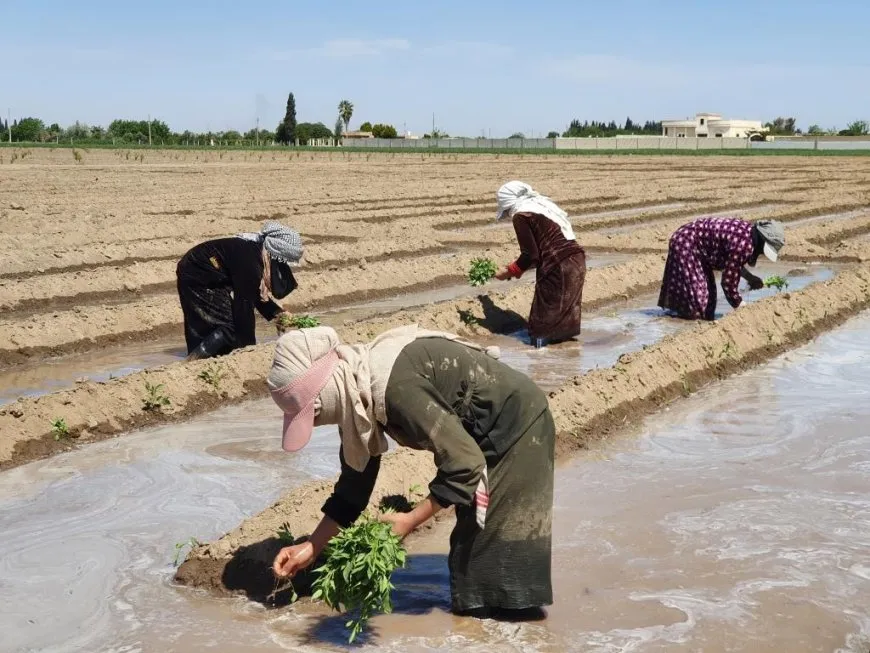Li gundewarên Reqayê keda jinên cotkar 