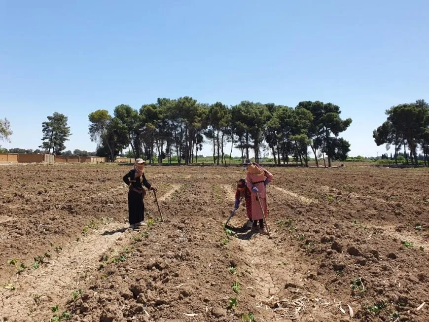 Li gundewarên Reqayê keda jinên cotkar 