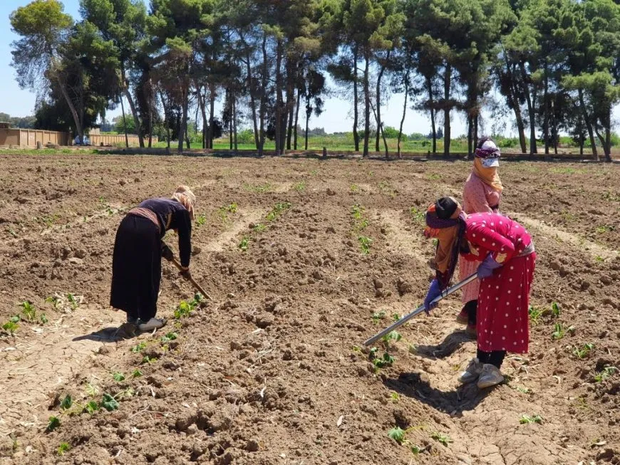 Li gundewarên Reqayê keda jinên cotkar 