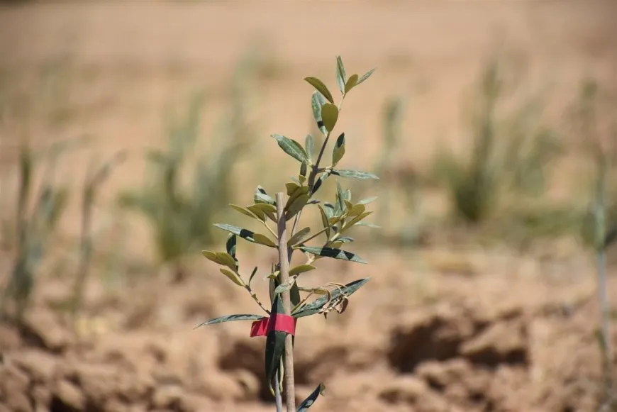 Li Dirbêsiyê zeytûna Spanî; guncîna li gorî avhewayê û xurtkirina aboriyê