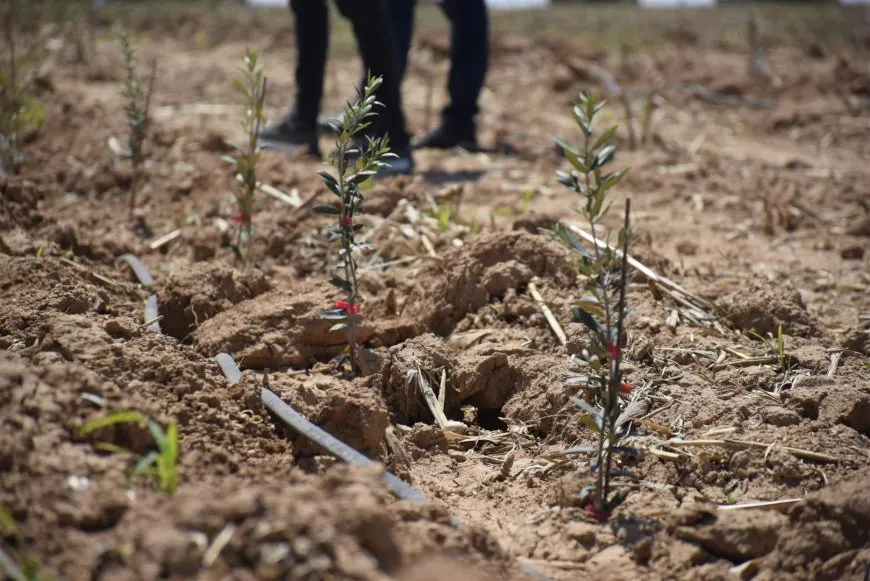 Li Dirbêsiyê zeytûna Spanî; guncîna li gorî avhewayê û xurtkirina aboriyê