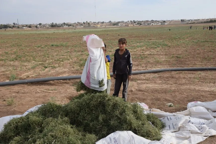Li Şedadê jî berhemên çandiniyê ne baş in