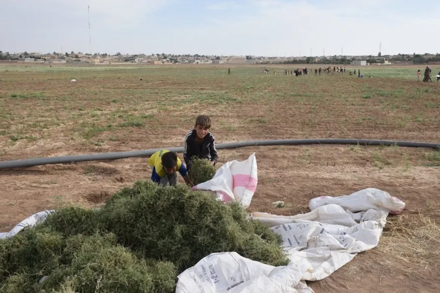 Li Şedadê jî berhemên çandiniyê ne baş in