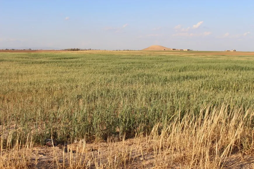 Hişkesalî û kêmbûna sotemeniyê xisareke mezin gihand çandiniya Til Birakê