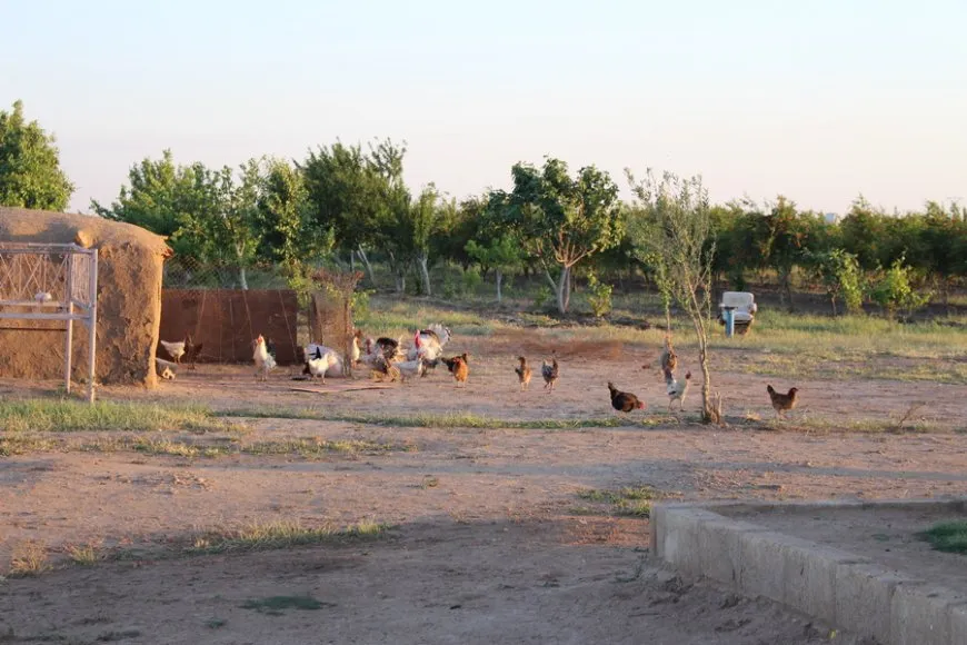 Hişkesalî û kêmbûna sotemeniyê xisareke mezin gihand çandiniya Til Birakê