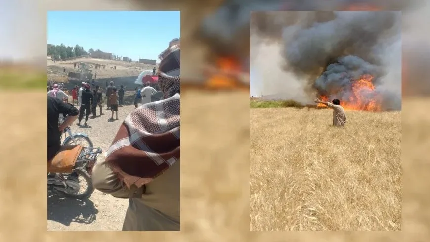 Li Reqayê 7 donim zeviya genim şewitî