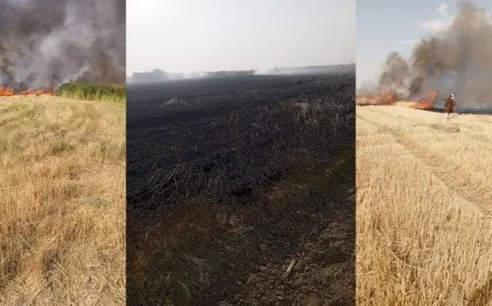Şewata zeviya genim a li Reqayê hat vemirandin
