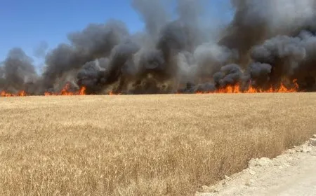 Li Kobanê 20 donim zeviyên genim şewitîn