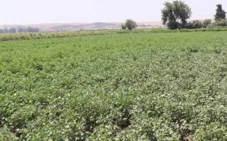 Desteya Çandiniyê li Reqayê dê mazota arzan bide cotkaran