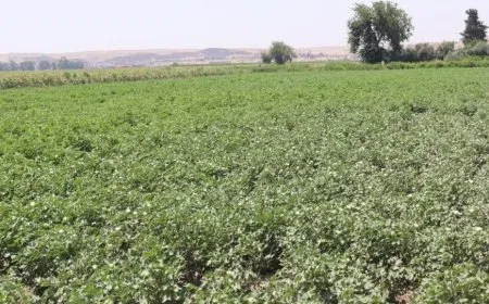Desteya Çandiniyê li Reqayê dê mazota arzan bide cotkaran