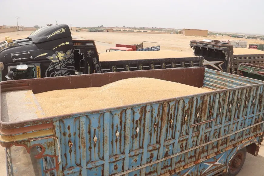 Embarên Reqayê 8 hezar ton genim wergirtiye