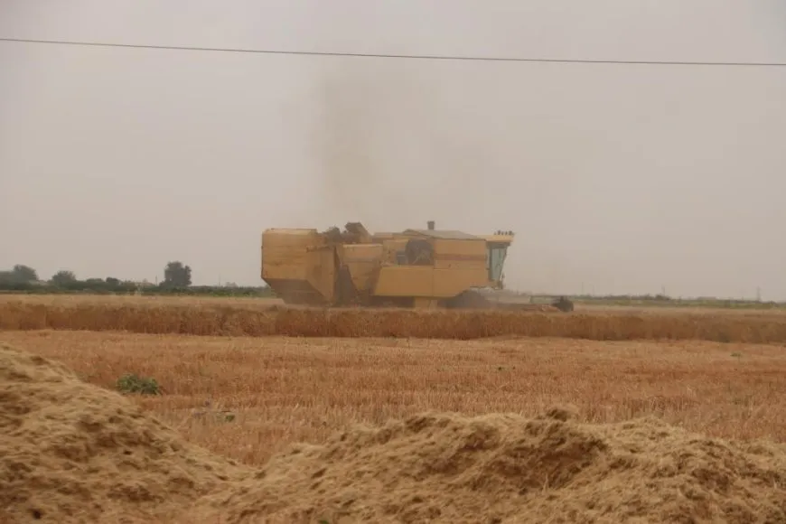 Embarên Reqayê 8 hezar ton genim wergirtiye