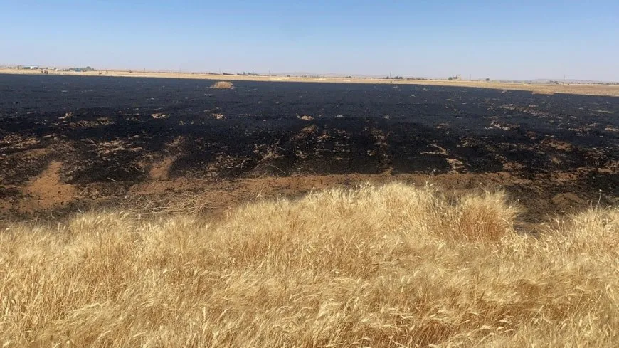 Li Kobanê 20 donim zeviyên genim şewitîn