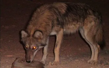 Gurên birçî mane daketin deşta Cizîrê